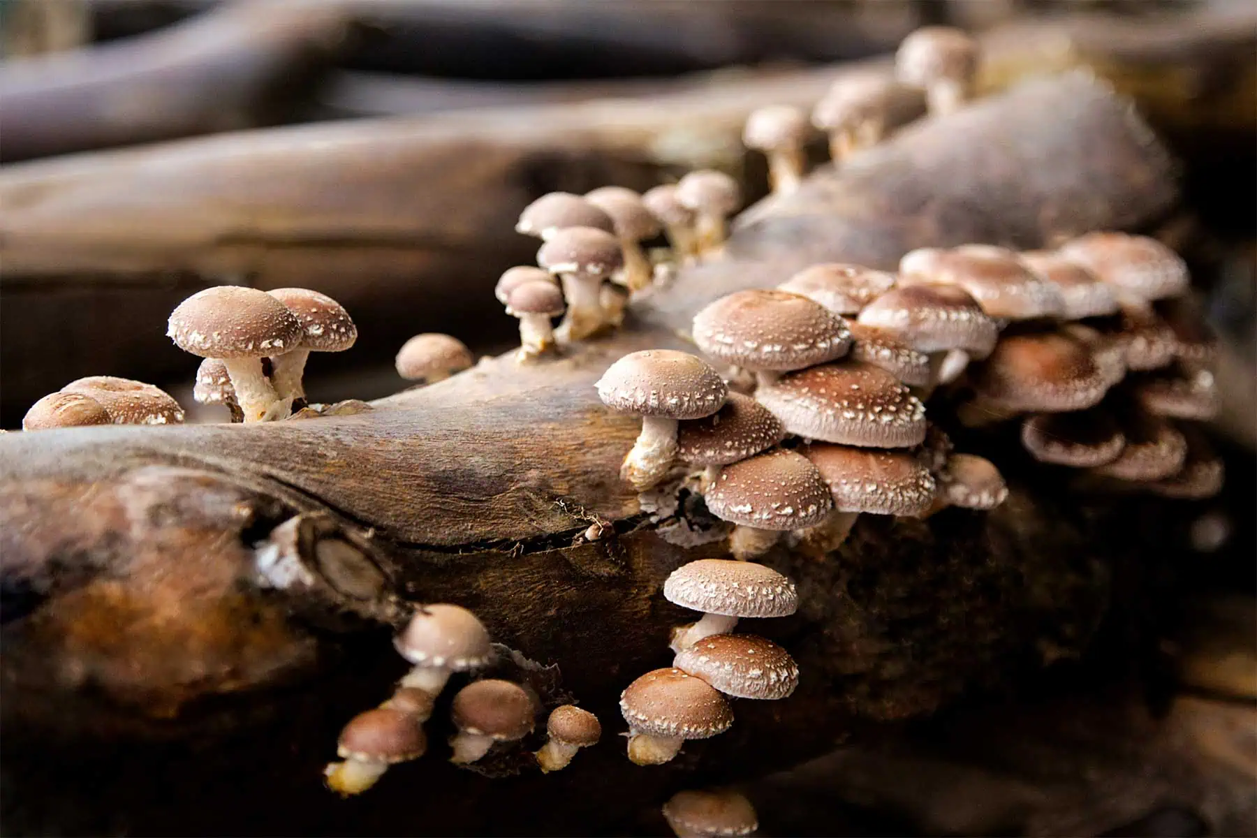 Jak houby shiitake ovlivňují zdraví