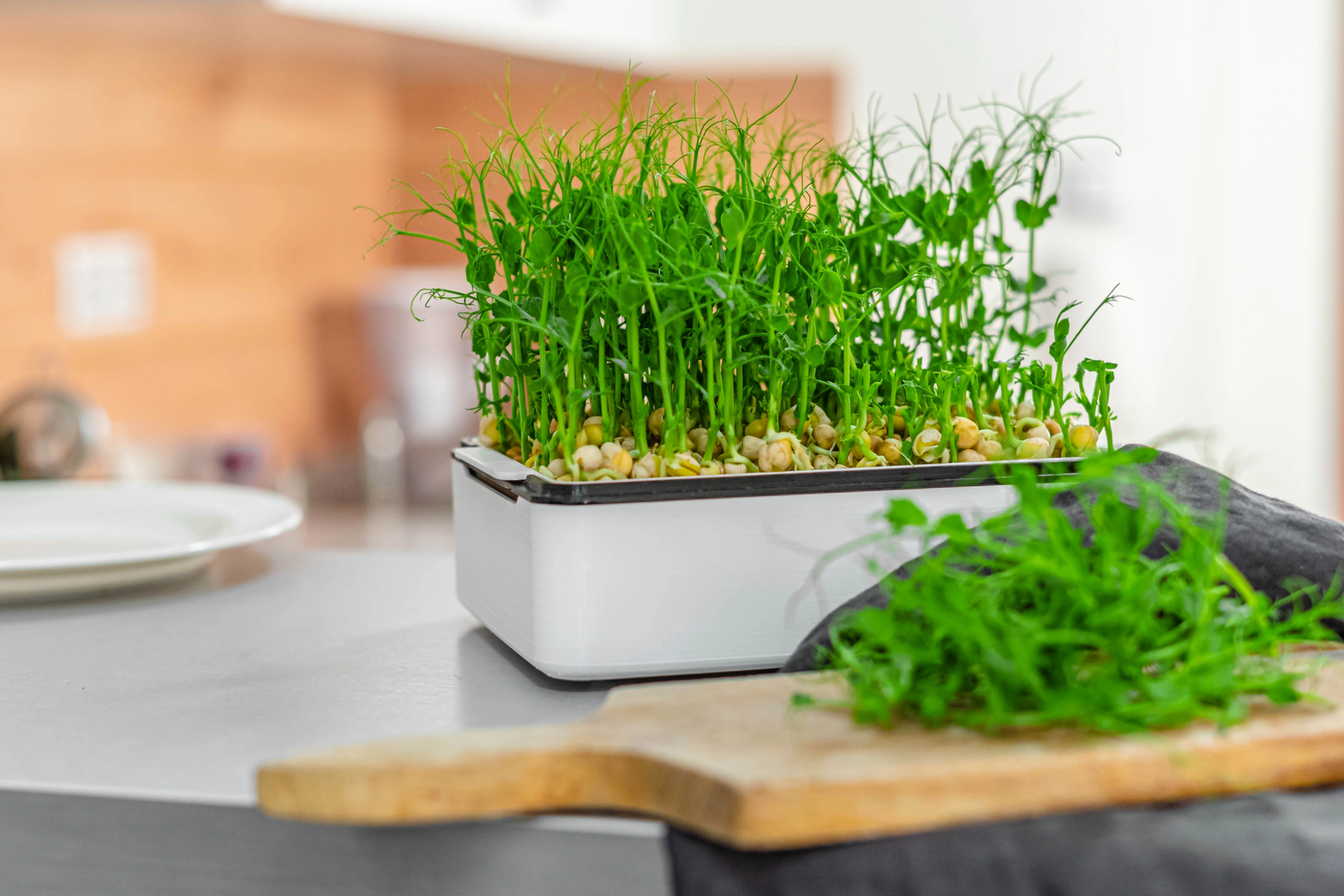 Druhy microgreens – co vše můžete jíst